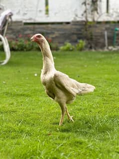 White Shamo Female GFB homebreed