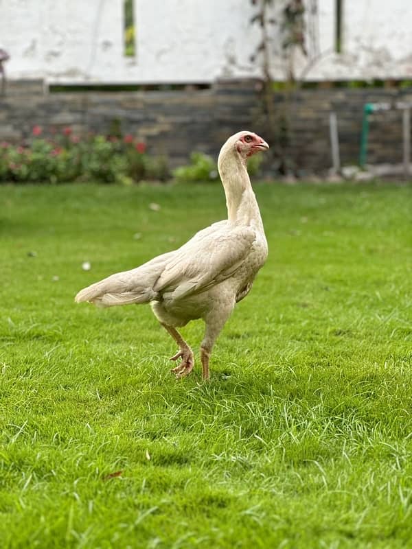 White Shamo Female GFB homebreed 1