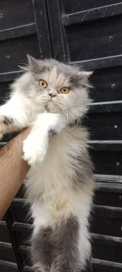 Persian Extreme punch cat