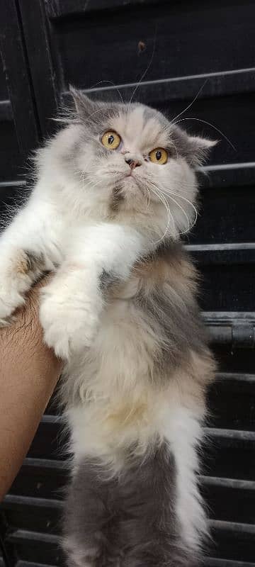 Persian Extreme punch cat 2