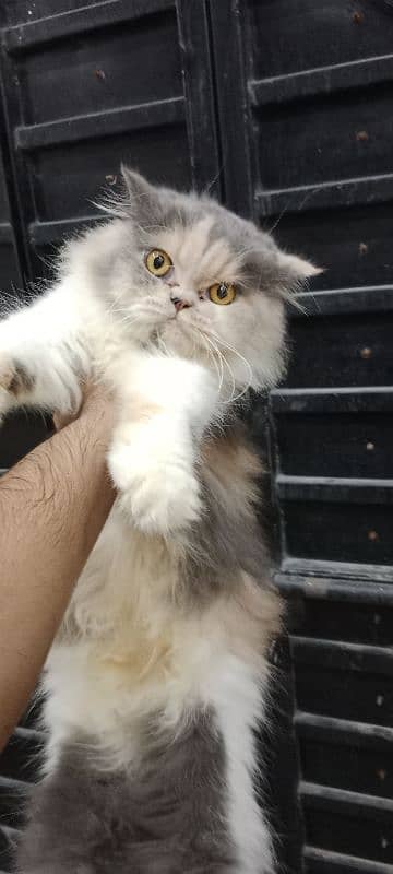 Persian Extreme punch cat 4