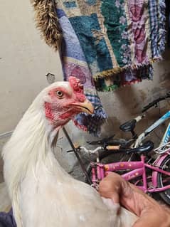 Parrot beak long tail Aseel Heera murgha