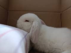 Holland Lop Rabbit