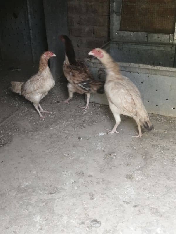 Aseel hens for sale 0