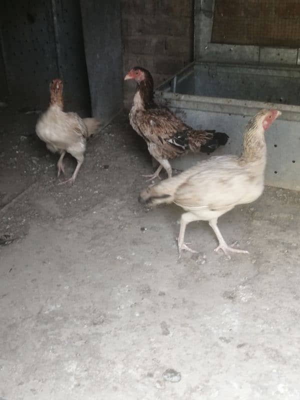 Aseel hens for sale 1