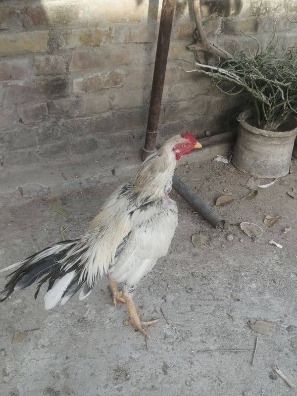 Aseel hens for sale 2