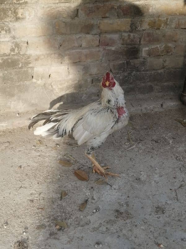 Aseel hens for sale 3