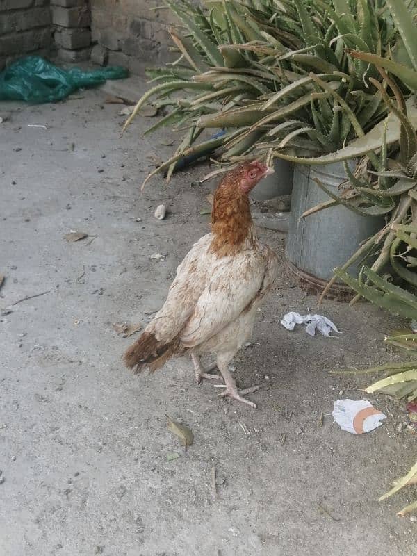 Aseel hens for sale 4