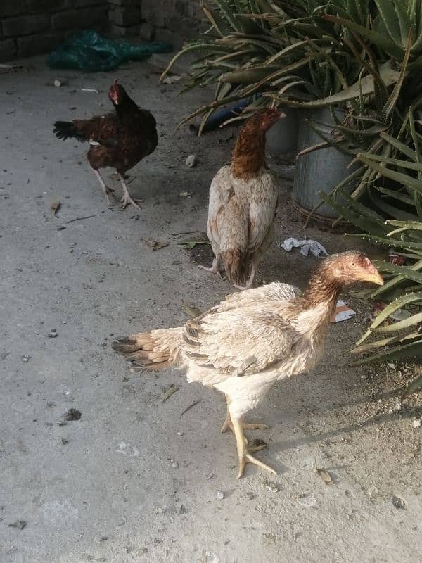 Aseel hens for sale 5