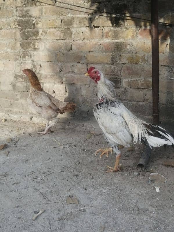 Aseel hens for sale 6