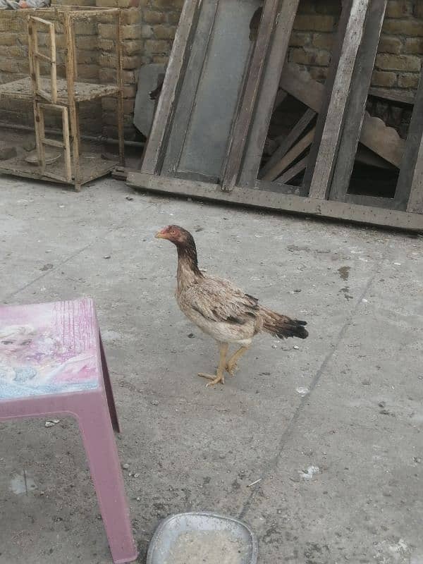 Aseel hens for sale 7