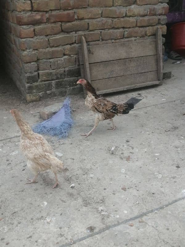 Aseel hens for sale 8