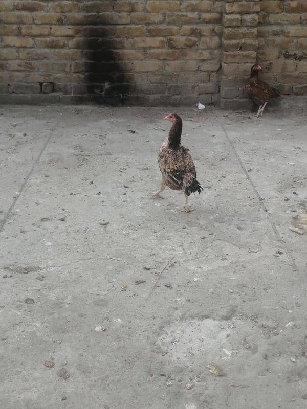 Aseel hens for sale 9