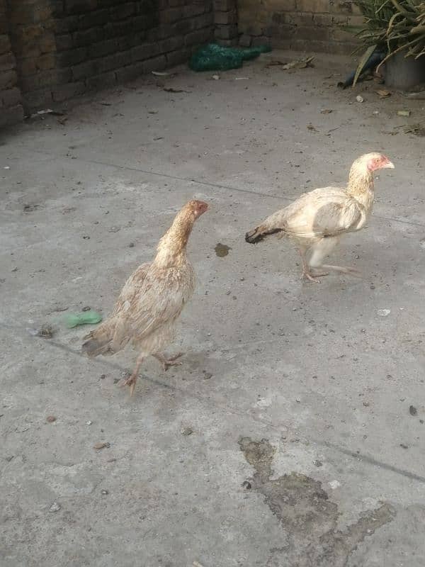 Aseel hens for sale 10