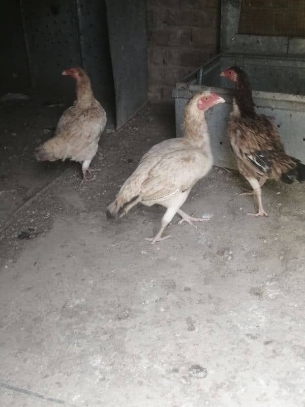 Aseel hens for sale 13