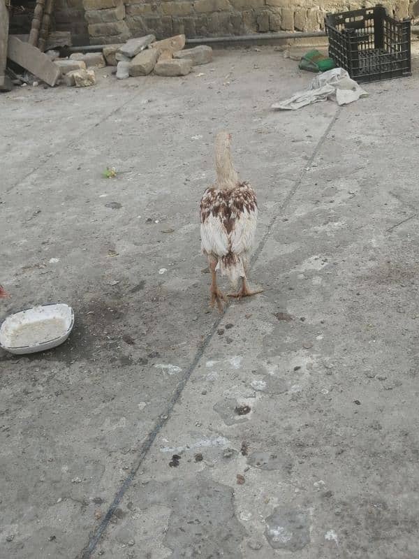 Aseel hens for sale 14