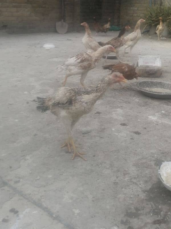 Aseel hens for sale 15