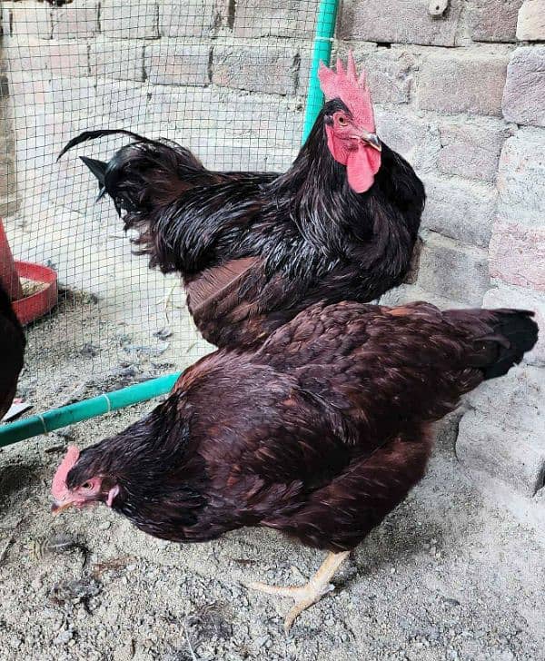 Lohman Brown Lohman Black Egg Laying  Bantum Roasters Rir &Silky chick 3