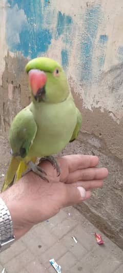 Green parrot hand time Male