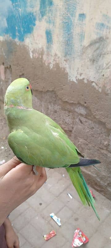 Green parrot hand time Male 1