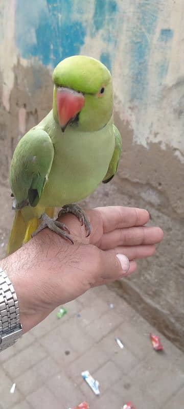 Green parrot hand time Male 2