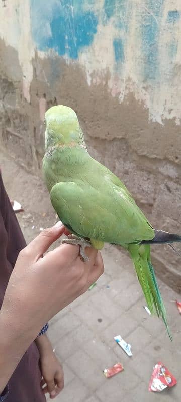 Green parrot hand time Male 3