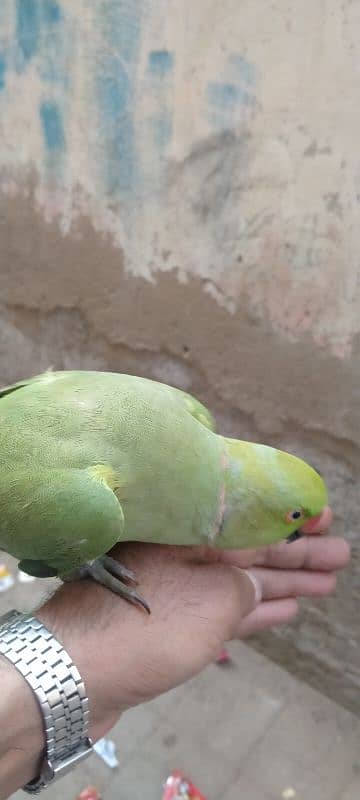 Green parrot hand time Male 4