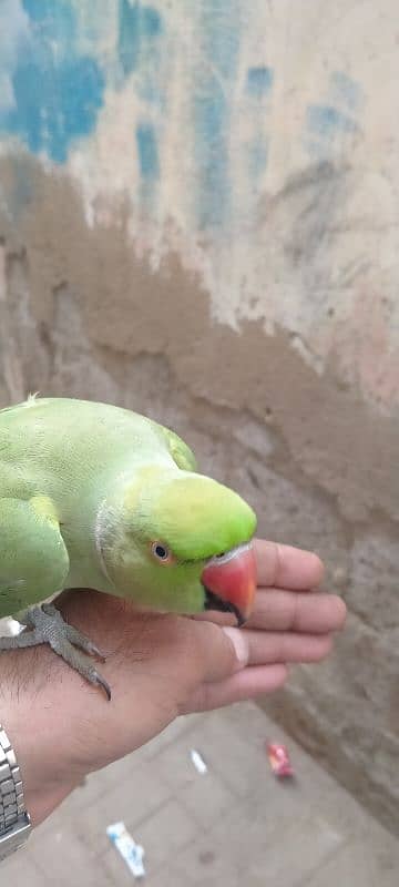 Green parrot hand time Male 5