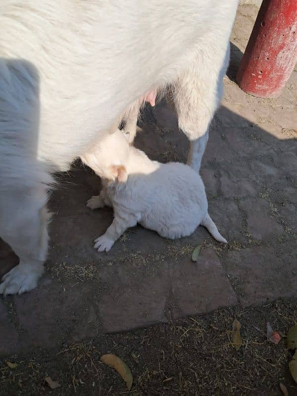 female bacha russian dog healthy 3