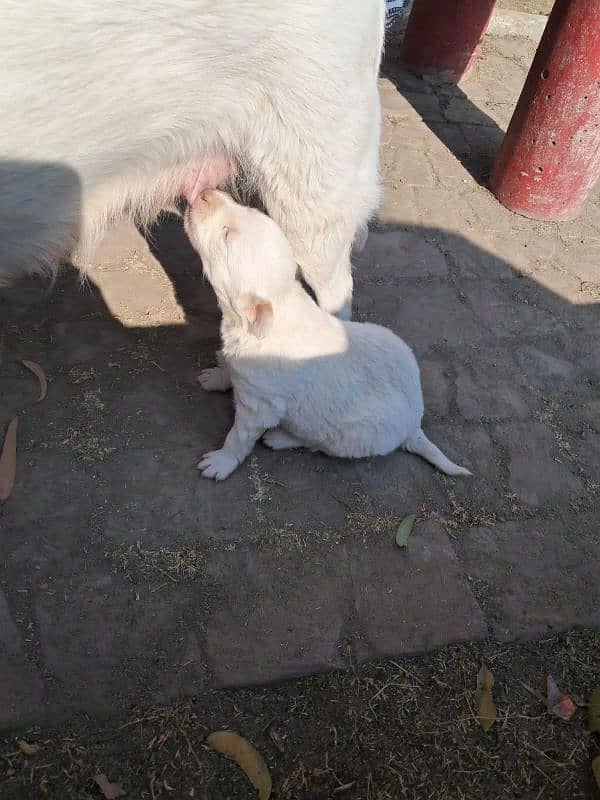 female bacha russian dog healthy 4