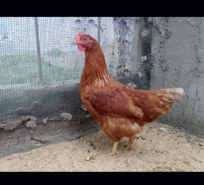 lohman brown |lohman brown hen | lohman murghi | eggs laying hens |egg 4