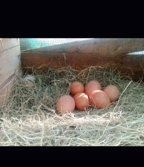 lohman brown |lohman brown hen | lohman murghi | eggs laying hens |egg 5