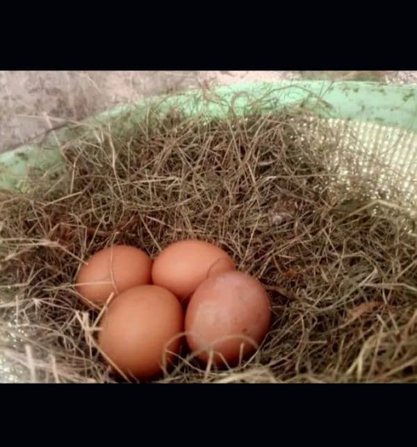 lohman brown |lohman brown hen | lohman murghi | eggs laying hens |egg 6