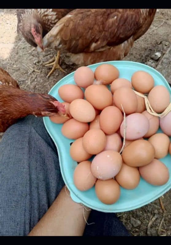 lohman brown |lohman brown hen | lohman murghi | eggs laying hens |egg 7