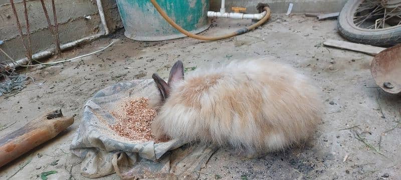 Angura Rabbit 2