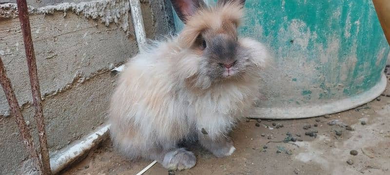 Angura Rabbit 5