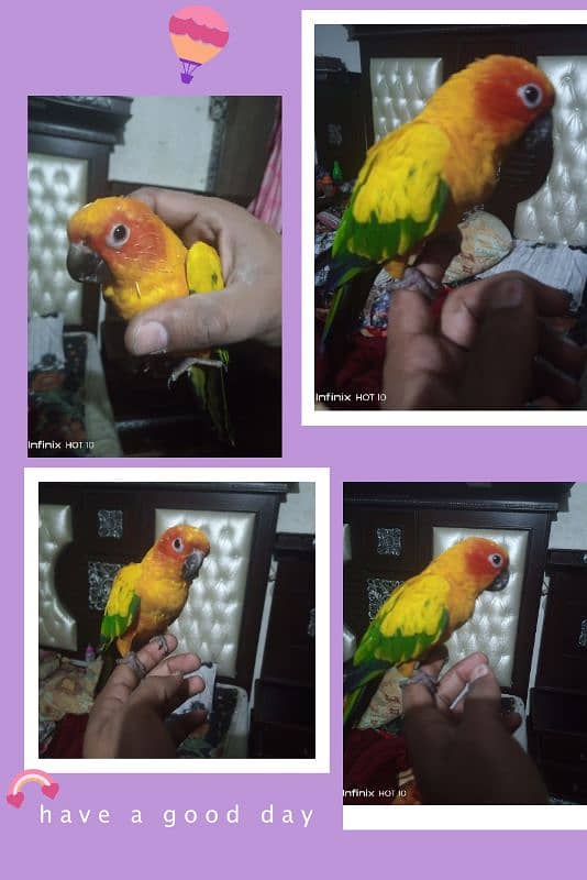 female sun conure for sale 0