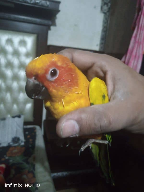 female sun conure for sale 1