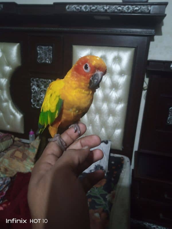 female sun conure for sale 2