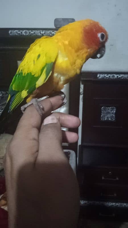 female sun conure for sale 3