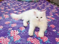 Persian cat for sale male or female my WhatsApp 0325=24=52=848