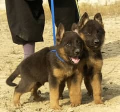 available German pair for sale