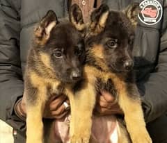 german shepherds pair