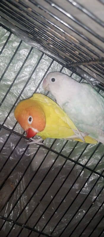 Blue pastel Female x Latino Red Male 0