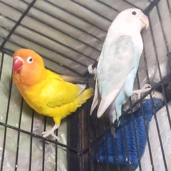 Blue pastel Female x Latino Red Male 1