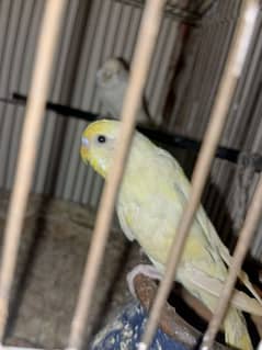 3 parrot sale Karne han urgent 1 male 1 female