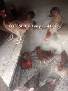 golden misri hen egg ling 13