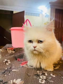 Persian Male cat triple coat