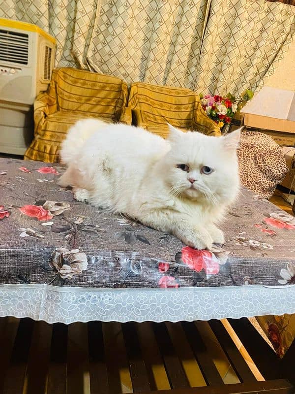 Persian Male cat triple coat 1