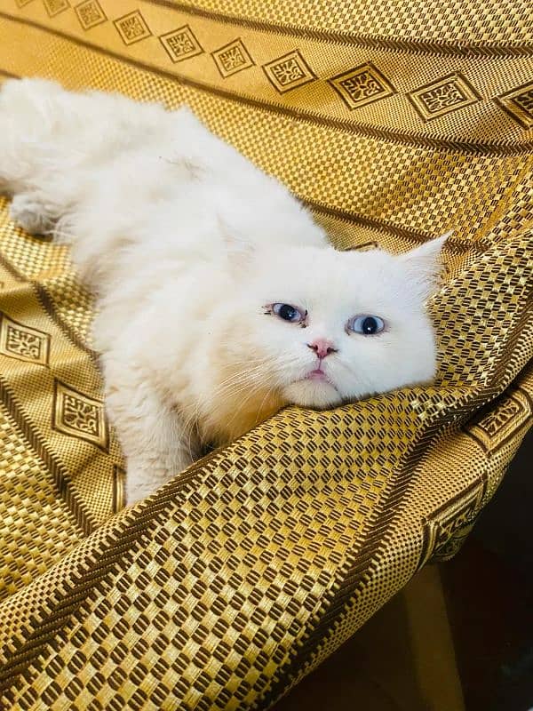 Persian Male cat triple coat 3